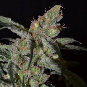 Shark (CBD Seeds)