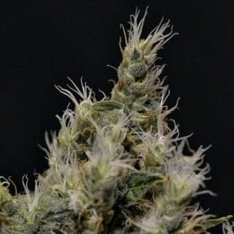 Vanilla Haze (CBD Seeds)