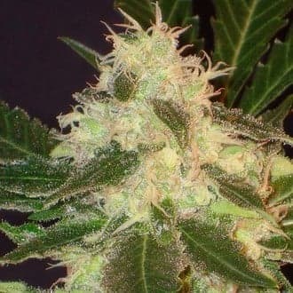 Widow (CBD Seeds)