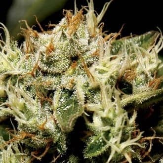 Yumbolt (CBD Seeds)