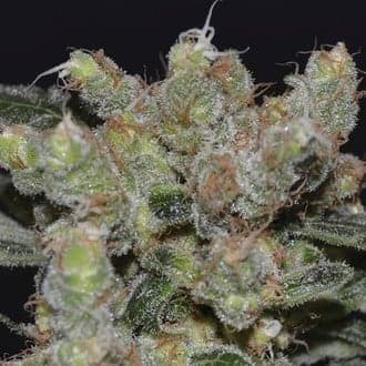 Zen (CBD Seeds)