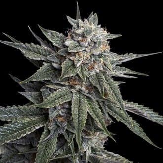 Holy Grail Kush (DNA Genetics)