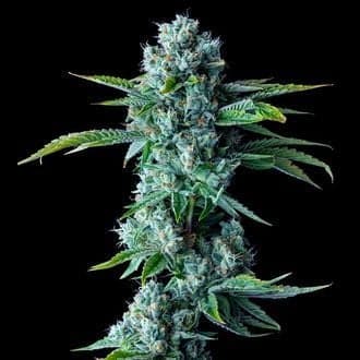 Skywalker Kush (DNA Genetics)