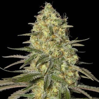 Black Dream (Eva Seeds)