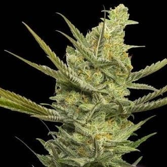 Gipsy Haze (Eva Seeds)
