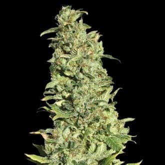 High Level (Eva Seeds)
