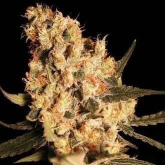 Jamaican Dream (Eva Seeds)
