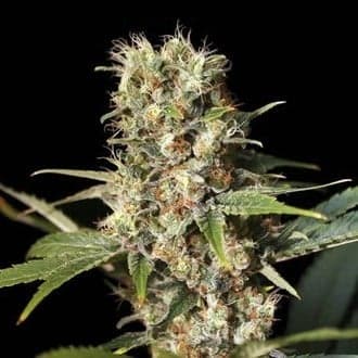 Missing In Barcelona (Eva Seeds)