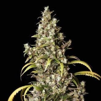 Monster (Eva Seeds)