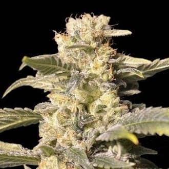 TNT Kush CBD (Eva Seeds)