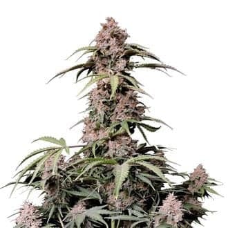 Amnesia Zkittlez Auto (FastBuds)