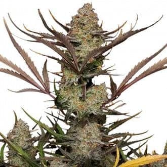 Apple Strudel Auto (FastBuds)