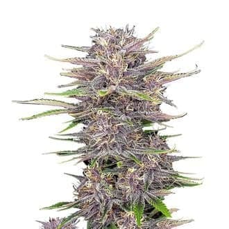 Banana Purple Punch Auto (FastBuds)