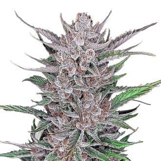 Gorilla Punch Auto (FastBuds)