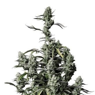 Gorilla Zkittlez Auto (FastBuds)