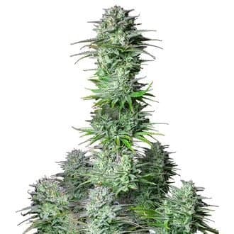 Kosher Cake Auto (FastBuds)