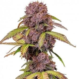 Lemon Cherry Cookies Auto (FastBuds)