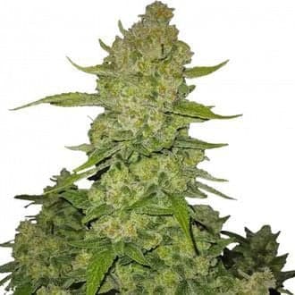 Papaya Cookies Auto (FastBuds)