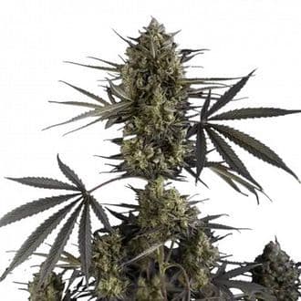 Pound Cake Auto (FastBuds)
