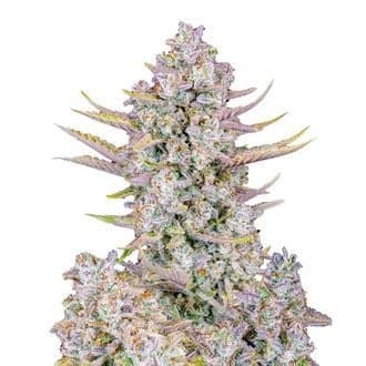 Purple Punch Auto (FastBuds)