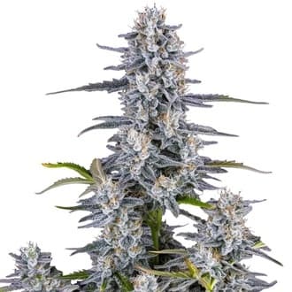 Super Boof Auto (FastBuds)