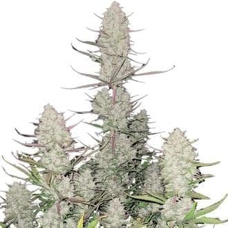 Tropicana Cookies Auto (FastBuds)