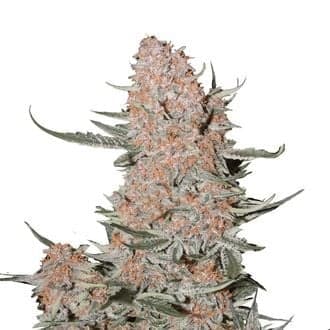 Ztrawberriez Auto (FastBuds)