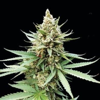 Blue OG (G13 Labs)
