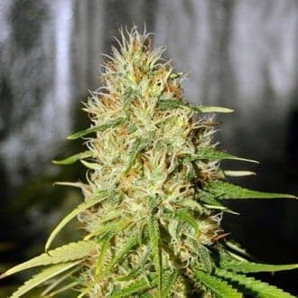 Double Black (G13 Labs)