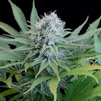 Peach Pur&eacute;e CBD (G13 Labs)