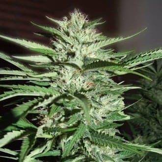 Pineapple Express (G13 Labs)