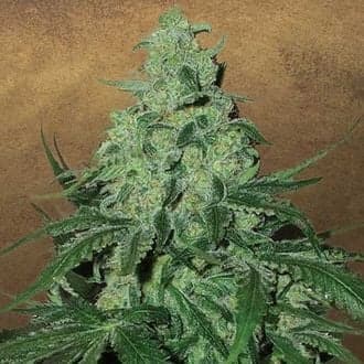 Super Skunk Auto (Garden of Green)