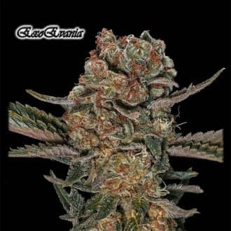 ExoEvania (GeneSeeds)