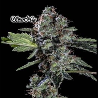 StarNia (GeneSeeds)