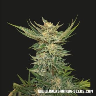 Vodka Lemon (Kalashnikov Seeds)