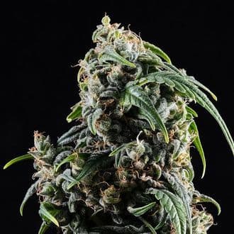 CBDV Auto (Kannabia)