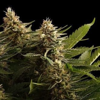 Colombian Jack (Kannabia)