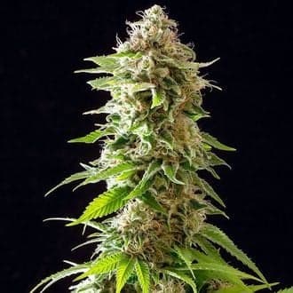 Cookies Haze (Kannabia)