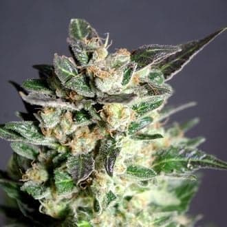 Diesel Glue (Kannabia)