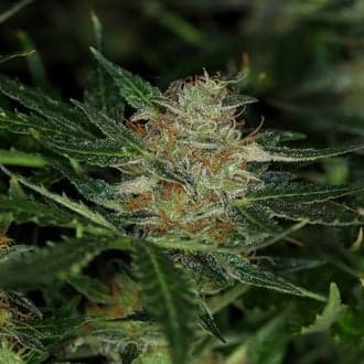 Dream Sherbet Auto (Kannabia)