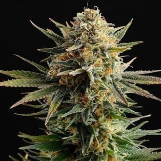Gypsy Kush (Kannabia)
