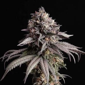 Gelato-K (Kannabia)