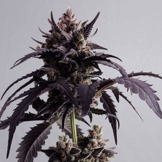 Ginger Punch Auto (Kannabia)