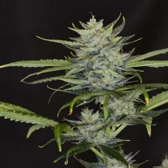 Gorilla King Auto (Kannabia)