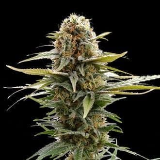 GSC (Kannabia)