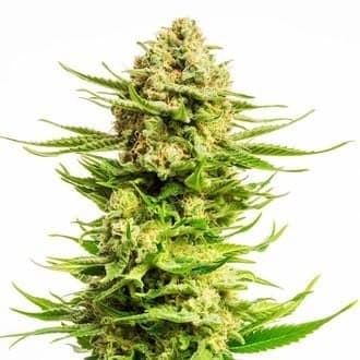 Indica Cream (Kannabia)
