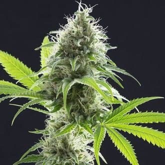 Kama Kush CBD (Kannabia)