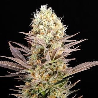 La Reina De Africa AKA Kaboom (Kannabia)