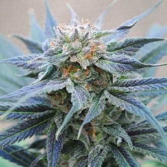 Skunk+ (Kannabia)