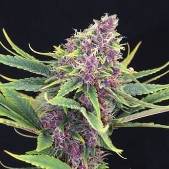 Purple Kush (Kannabia)